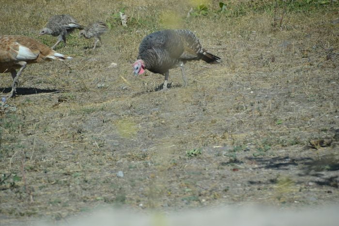 Bağbozumu’nda Türkiye’deki en iyi şarapları yaptık